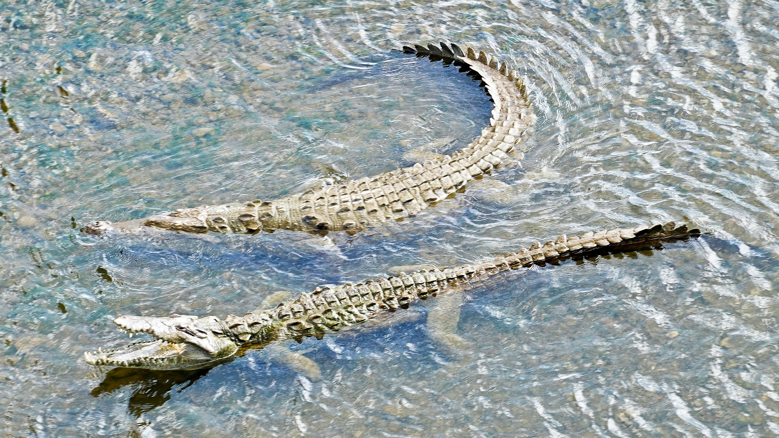 Spitzkrokodile